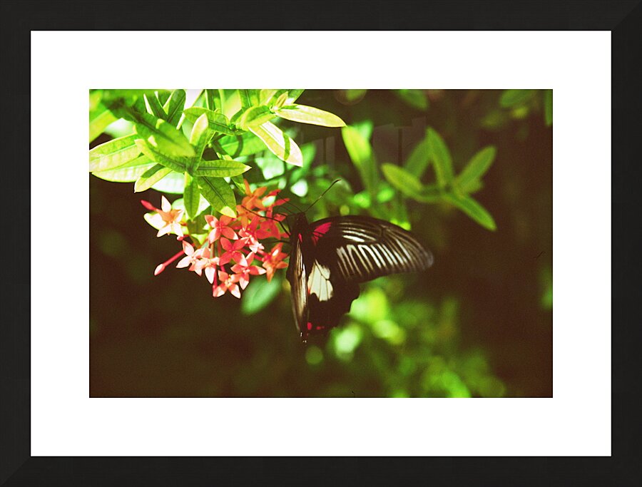 Black butterfly amongst the flowers Picture Frame print