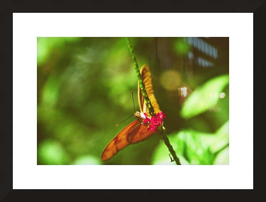 Orange butterfly having a drink Picture Frame print