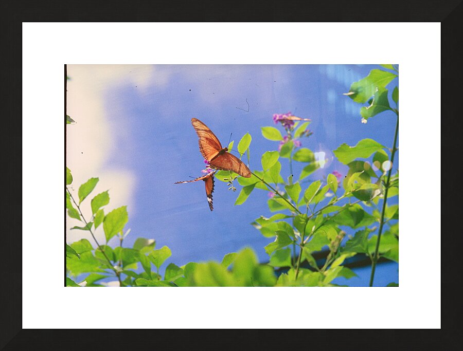 Orange butterflies playing Picture Frame print