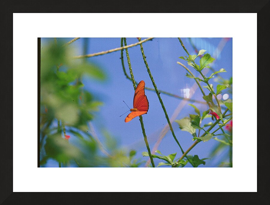 Orange Butterfly Having A Rest Picture Frame print