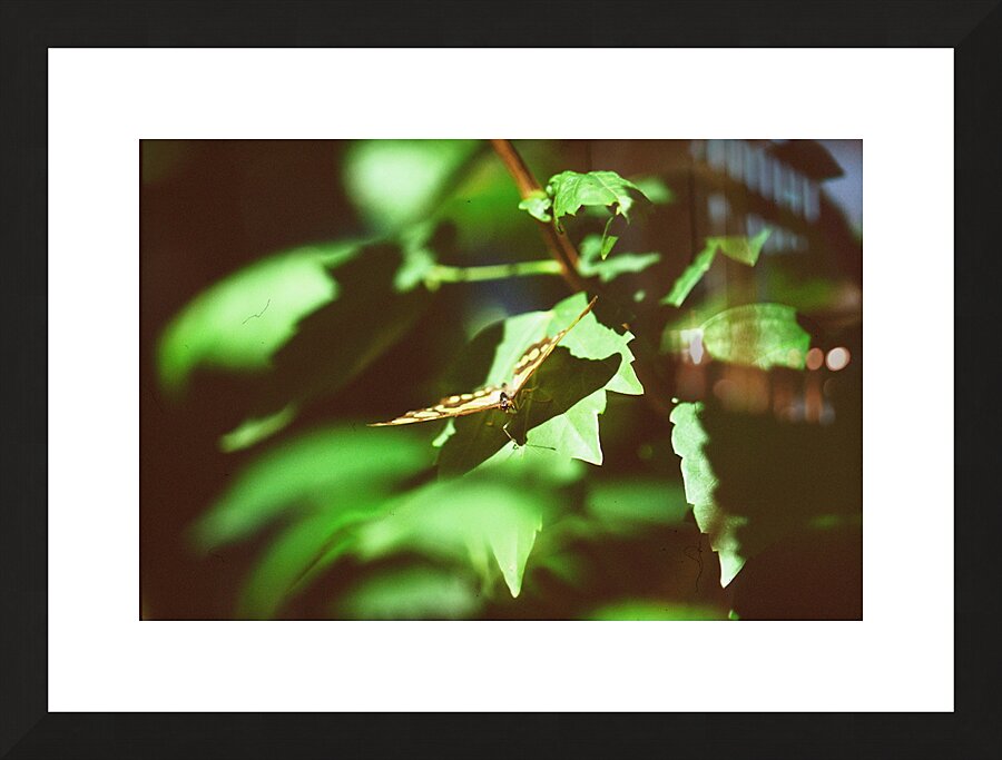 Butterfly with captured beetle Picture Frame print