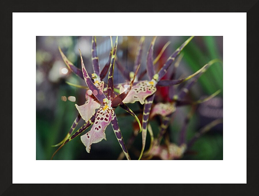 Striped Orchids Picture Frame print