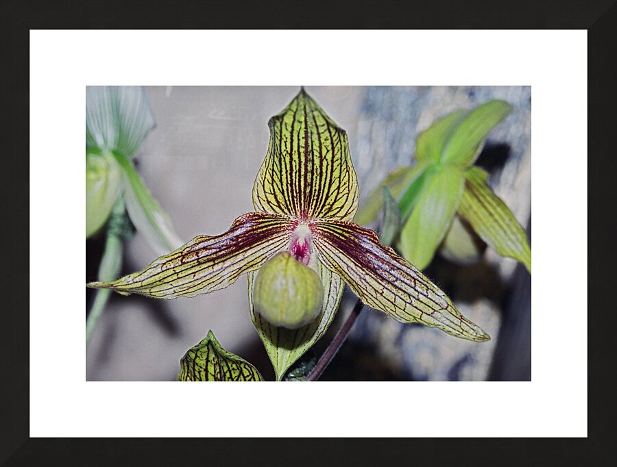 Green Striped Orchid Picture Frame print