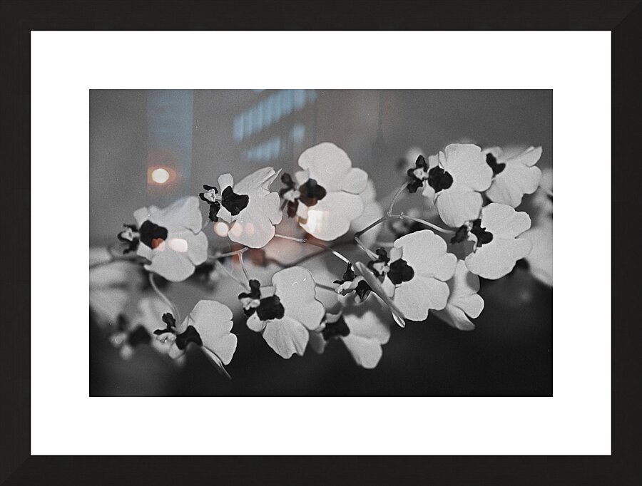 Black and White Floral Series 2 Picture Frame print