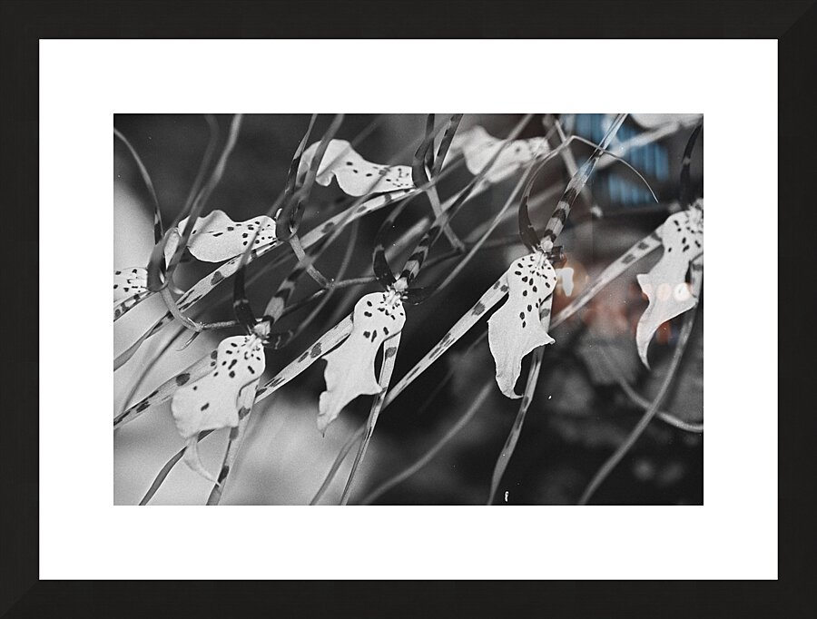 Black and White Floral Series 3 Picture Frame print