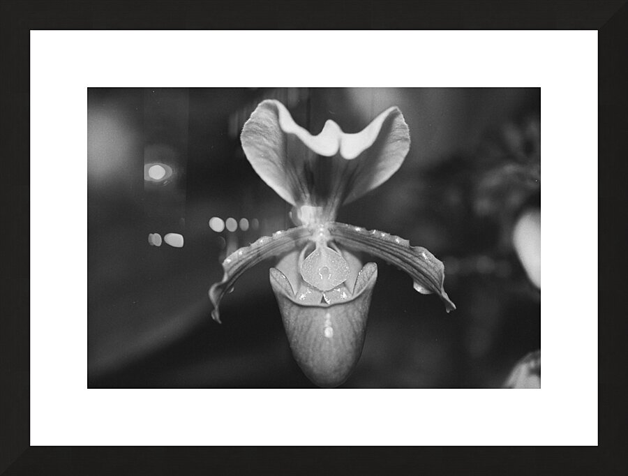 Black and White Orchid Series 2 Picture Frame print