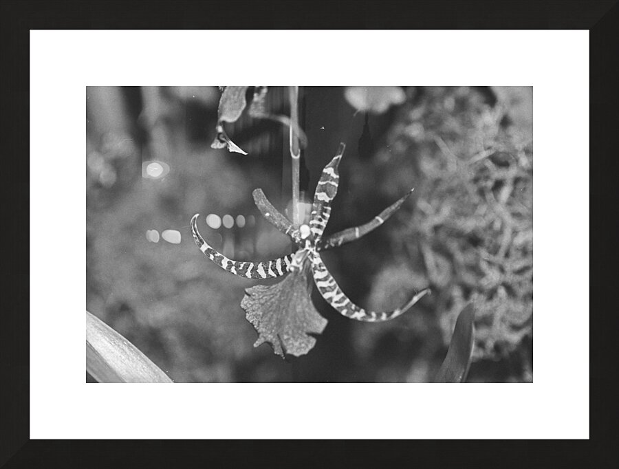 Black and White Orchid Series 1 Picture Frame print