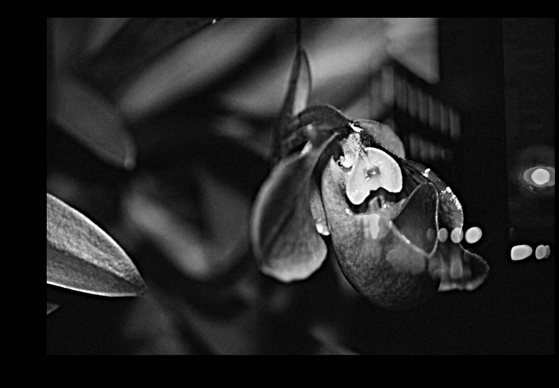 Black  White Floral Series 6 Reproduction