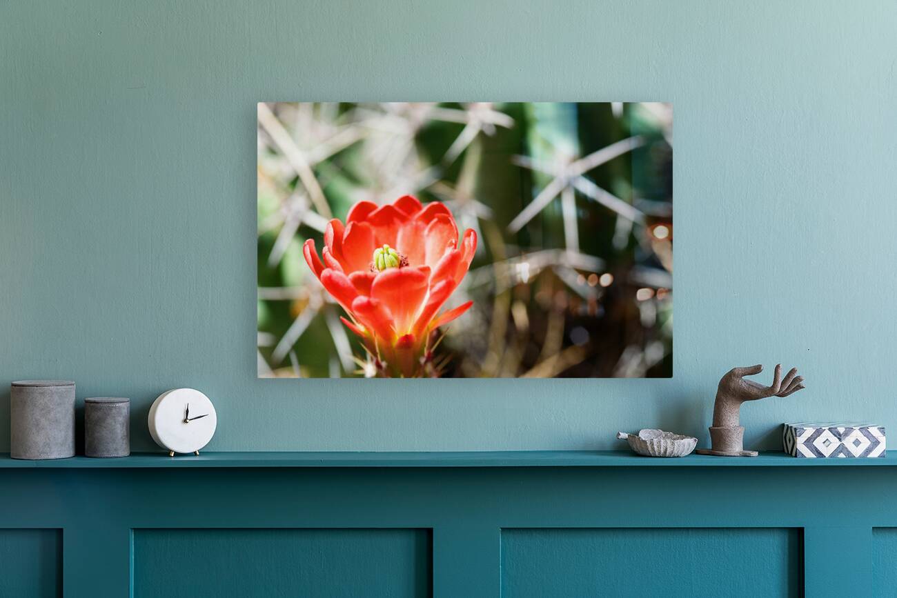 Red Cacti 3 Reproduction