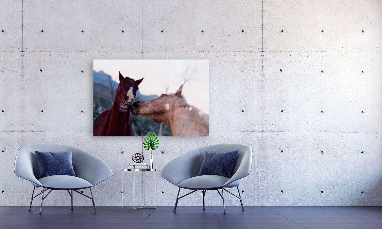 Horses Sparring Reproduction