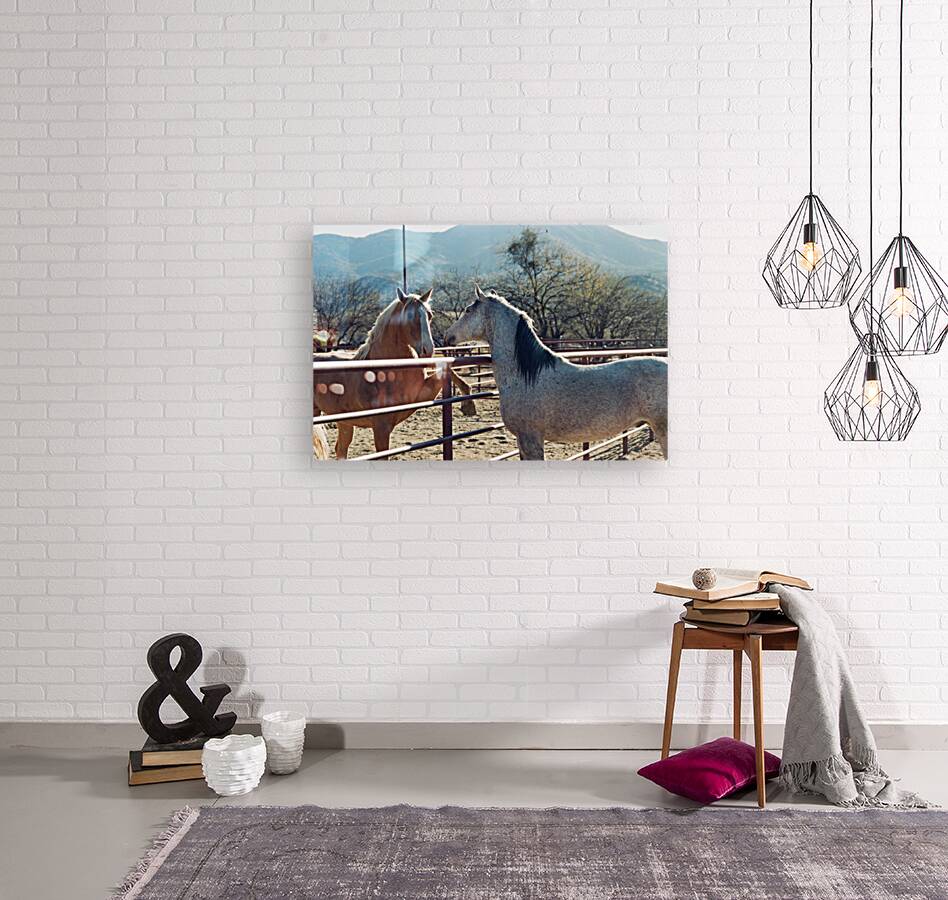 Horses connecting Reproduction