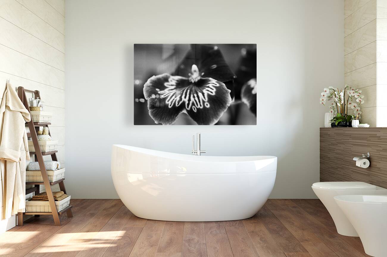 Black and White Orchid Series 21 Reproduction