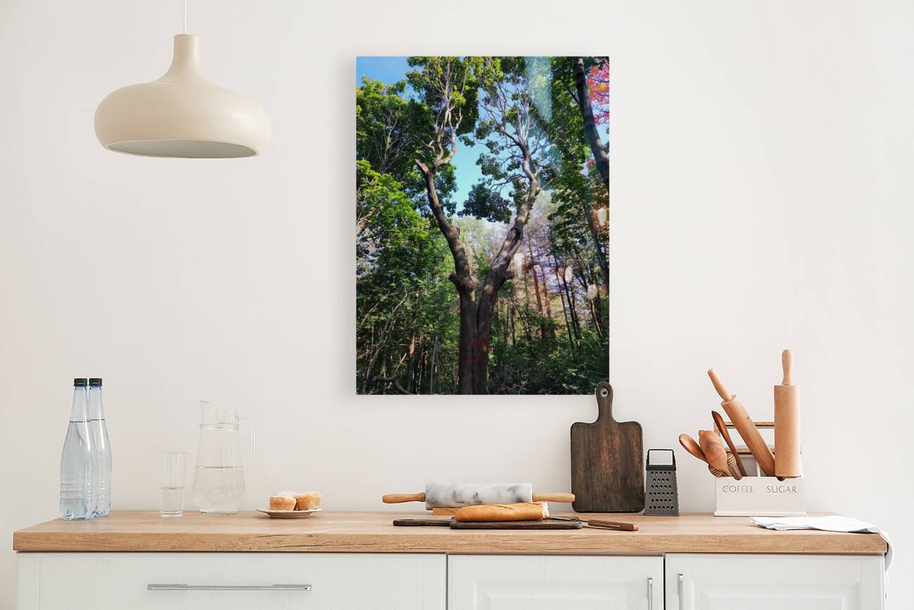 Forest Through The Trees Reproduction