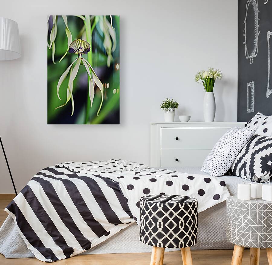 Dancing Orchid Reproduction