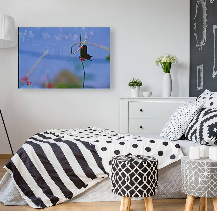 Black butterfly flower love Reproduction