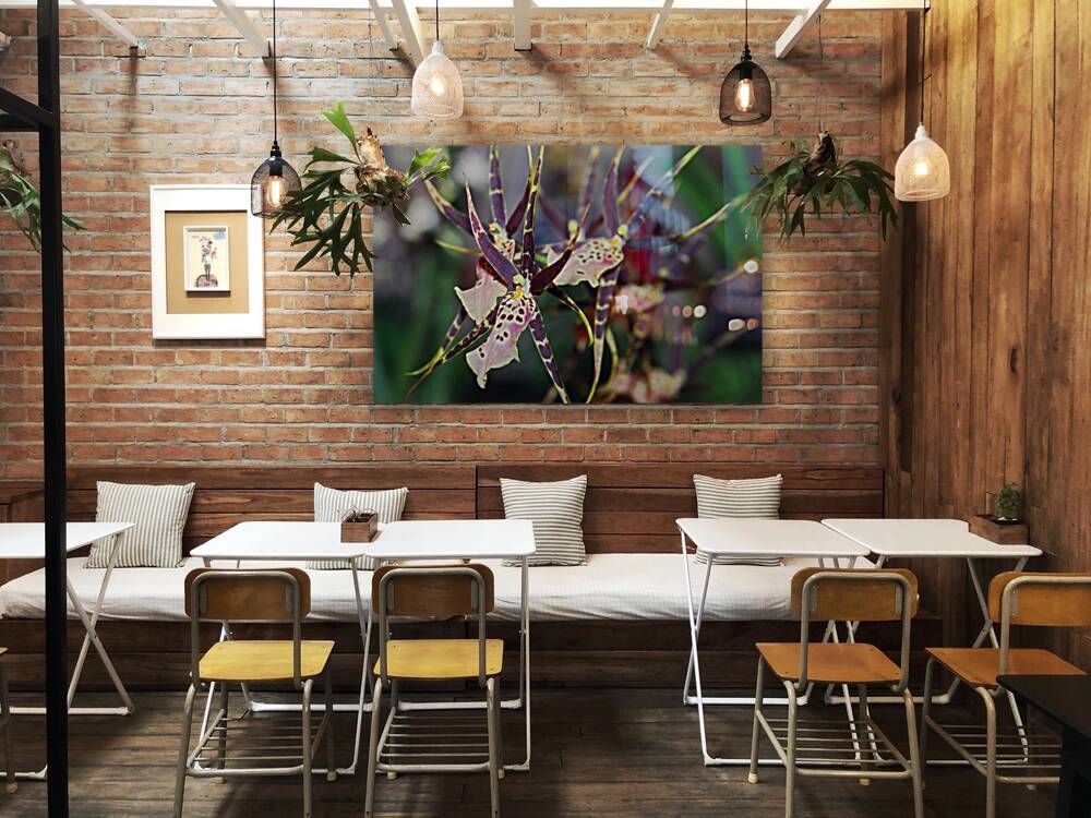 Striped Orchids Reproduction