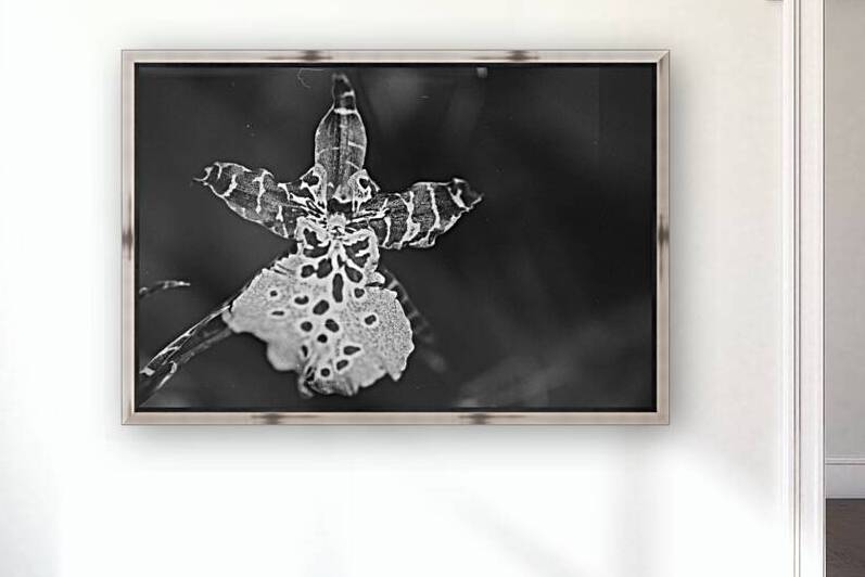 Clown Orchid Reproduction
