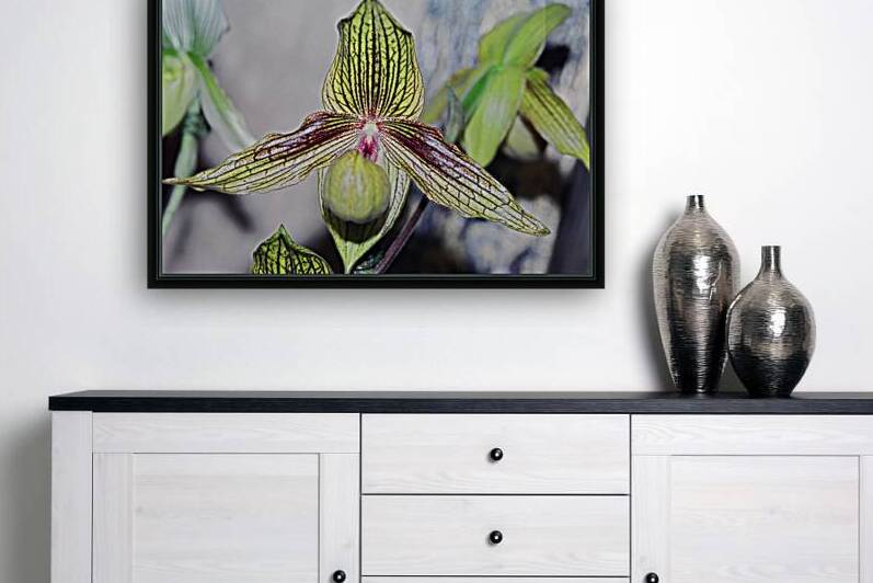 Green Striped Orchid Reproduction