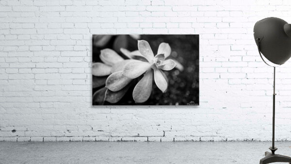 Black  White Floral Series1 Wall Preview