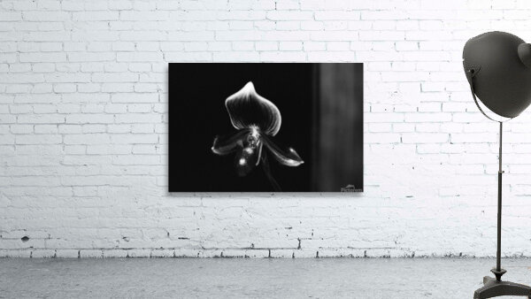 Black  White Floral Series 9 Wall Preview