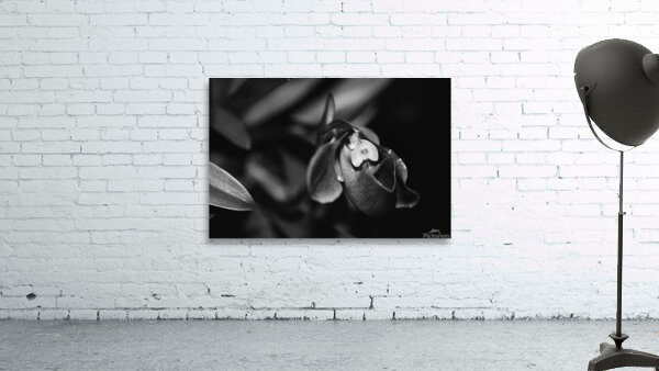 Black  White Floral Series 6 Wall Preview