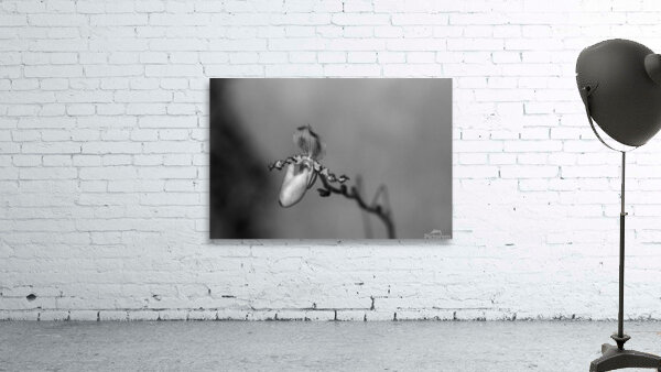 Black  White Floral Series 7 Wall Preview