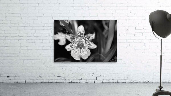 Black  White Floral Series 8 Wall Preview