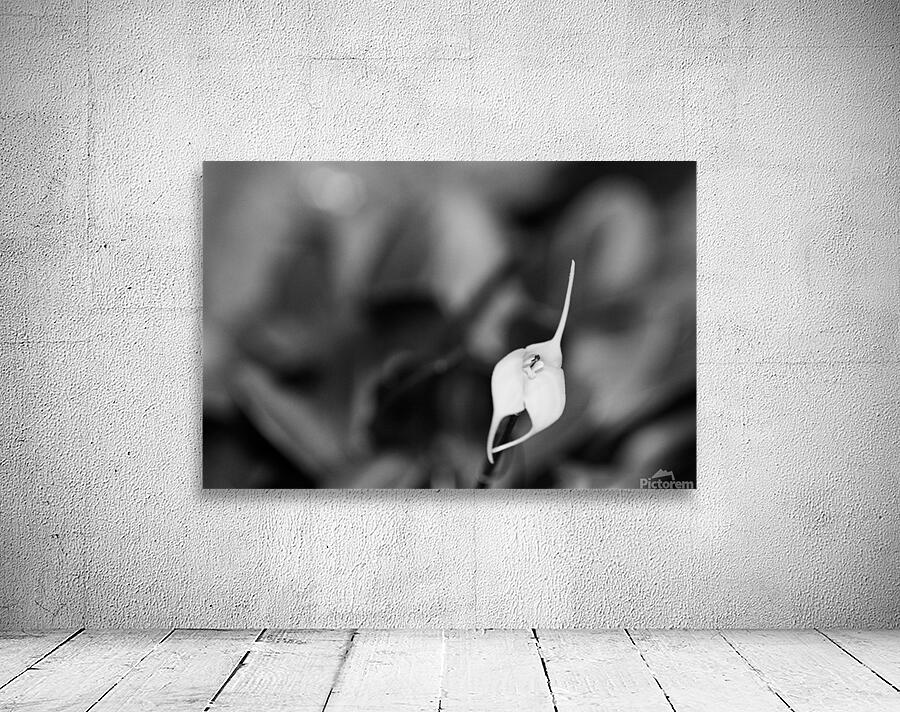 Black  White Floral Series 13 Wall Preview