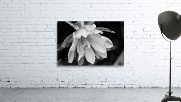 Black and White Peony Burst Wall Preview