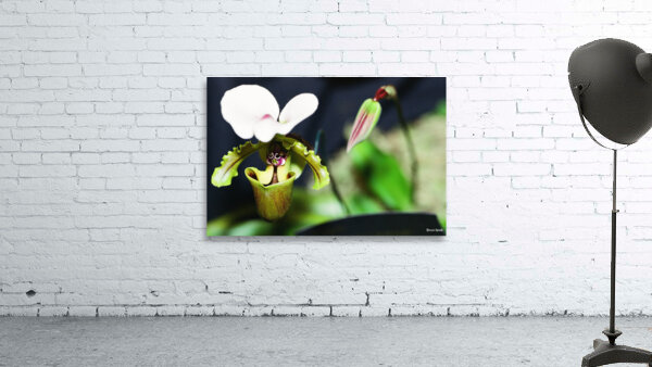 Green Orchid Wall Preview