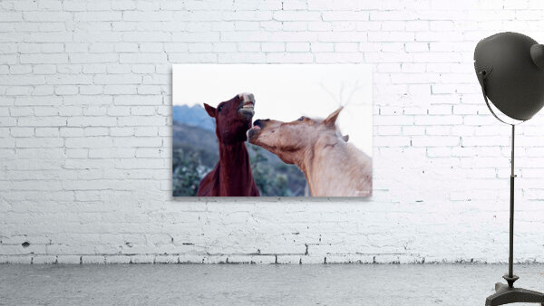 Horse Sparring 2 Wall Preview