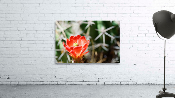 Red Cacti 3 Wall Preview