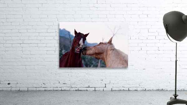 Horses Sparring Wall Preview