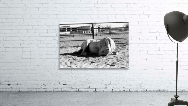 Magnificent Horse Pose 2 Wall Preview