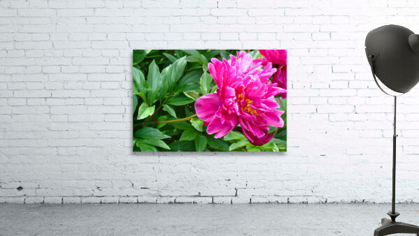 PInk Peony Wall Preview
