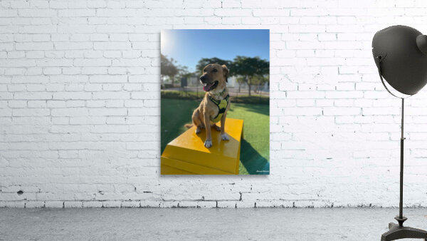 Rufus The Happy Dog Wall Preview