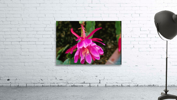 Fuschia Peony Burst Wall Preview