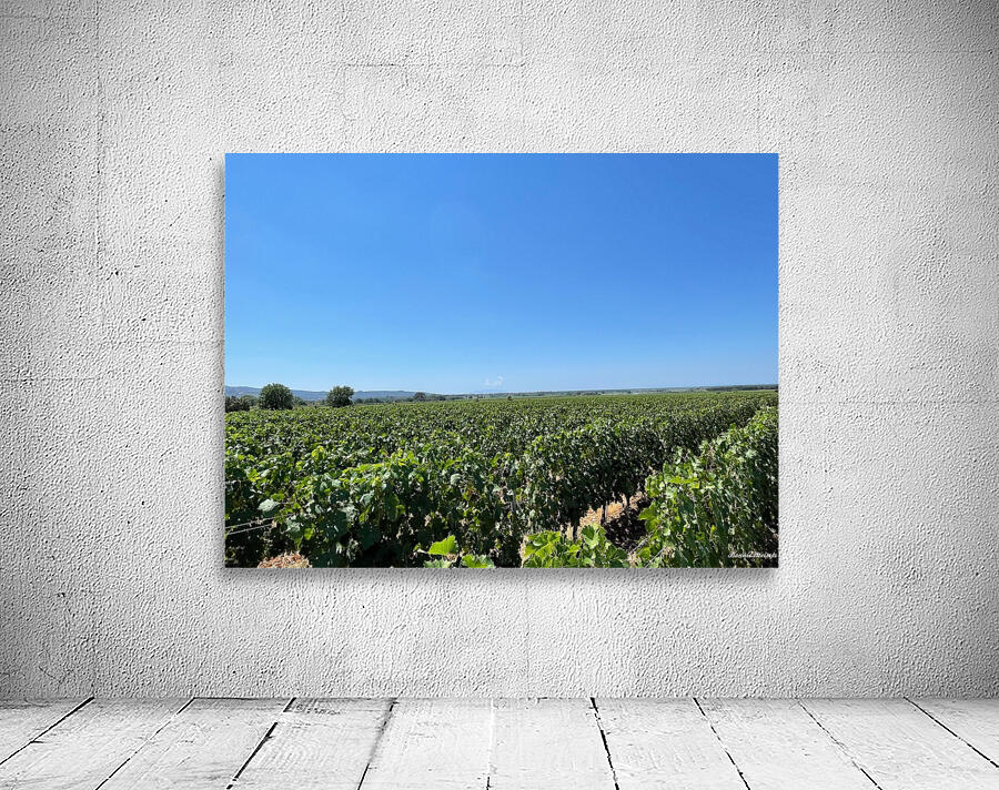 Tuscany Vineyards Cabernet Franc Wall Preview