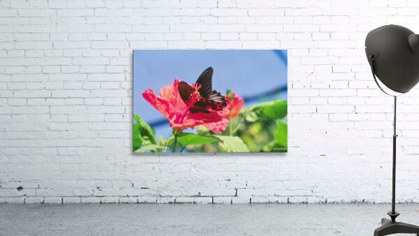 Butterflies Are Free  Wall Preview