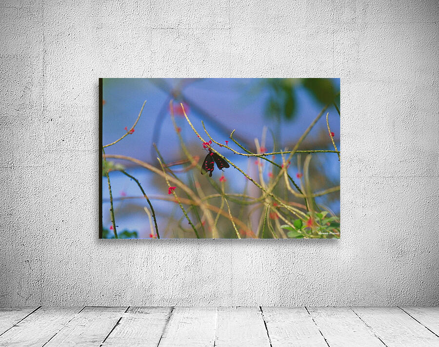 Butterfly Hanging Out Wall Preview