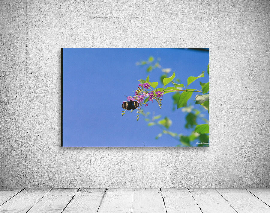 Black butterfly flower love Wall Preview