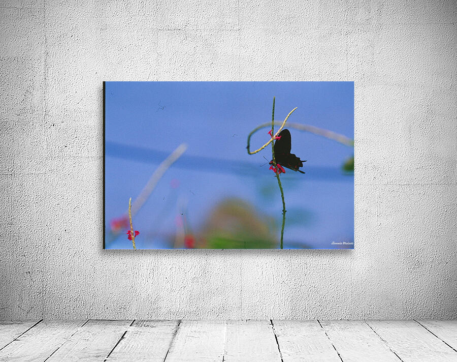 Black butterfly flower love Wall Preview