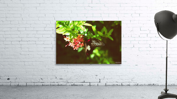 Black butterfly amongst the flowers Wall Preview