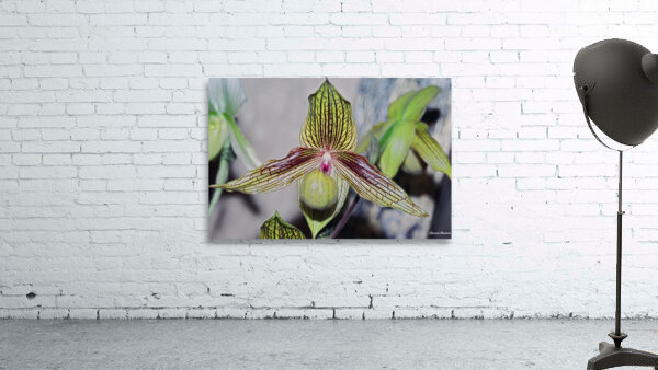 Green Striped Orchid Wall Preview