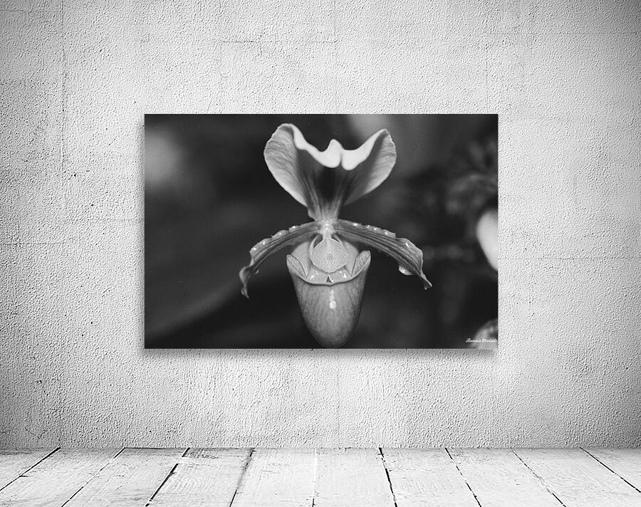 Black and White Orchid Series 2 Wall Preview
