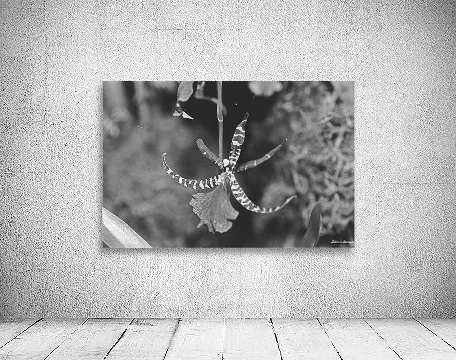 Black and White Orchid Series 1 Wall Preview