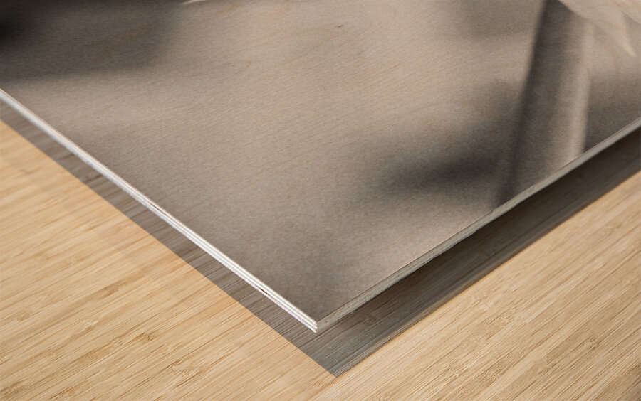 Black  White Bird of Paradise  Wood print