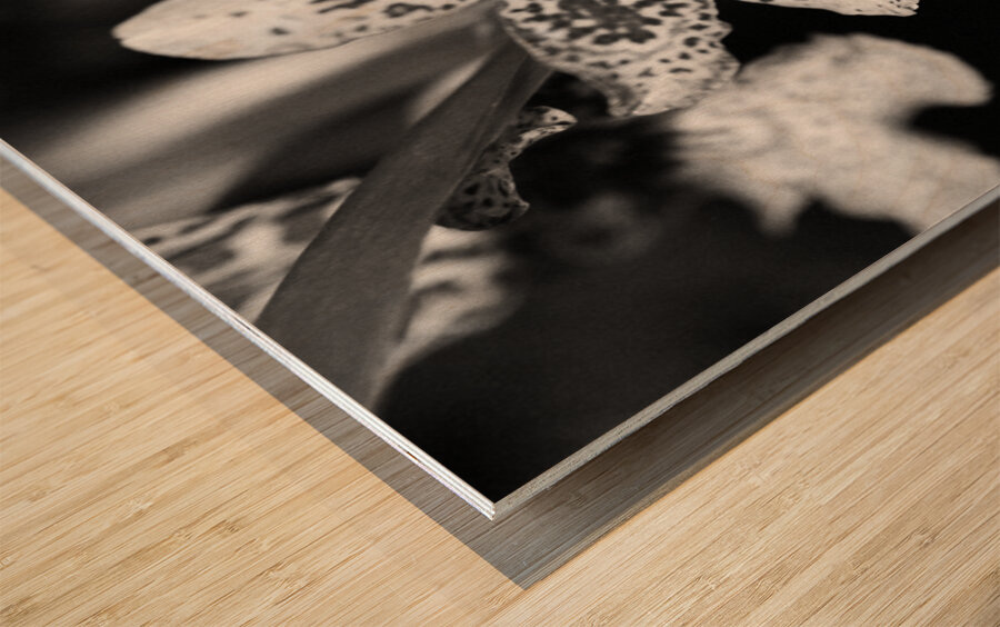 Black  White Floral Series 8 Wood print