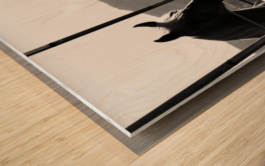 Horse amidst the mountains Wood print