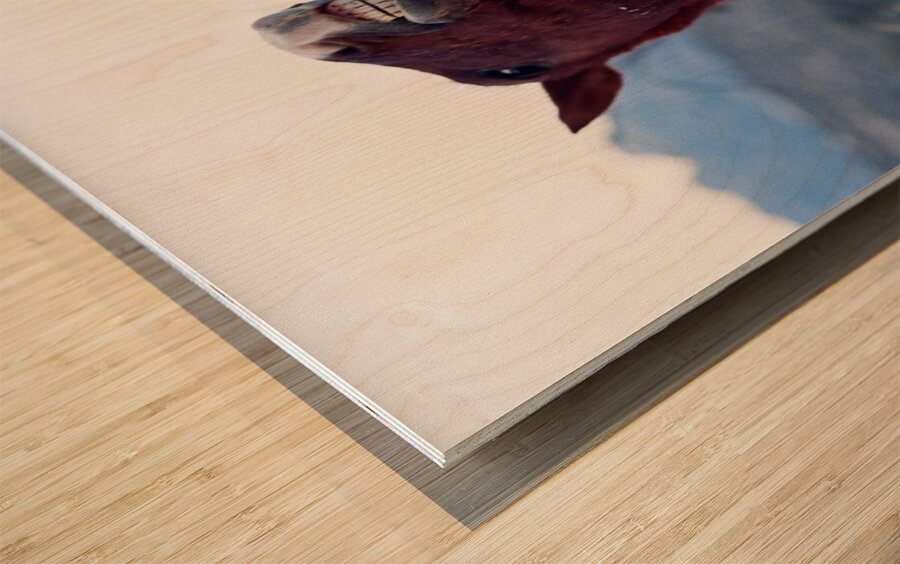 Horse Sparring 2 Impression sur bois